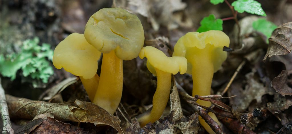 Identification of Leotia lubrica, the Jelly Baby
